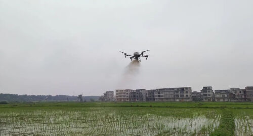 najświeższe informacje o firmie Starożytne miasto: Drone "na służbie", aby pomóc ryżowi utrzymać stabilny plon i zwiększyć dochód